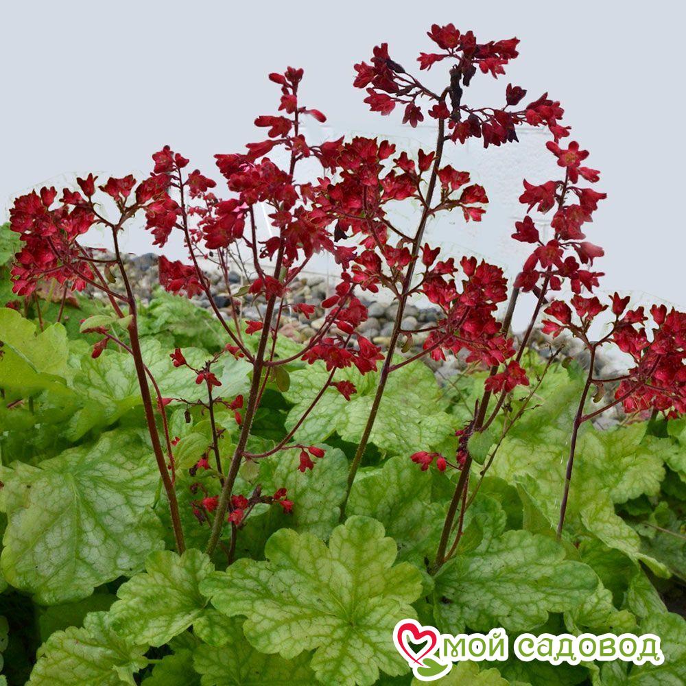 Гейхера Грин Тиа