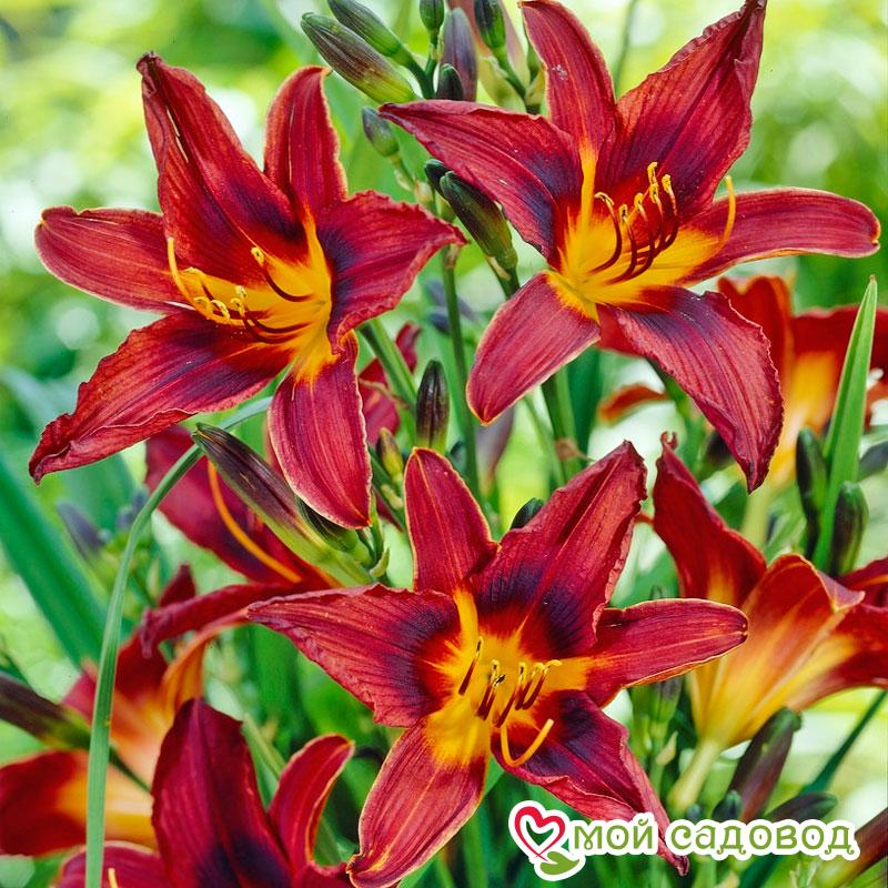 Лилейник Блэк Принц