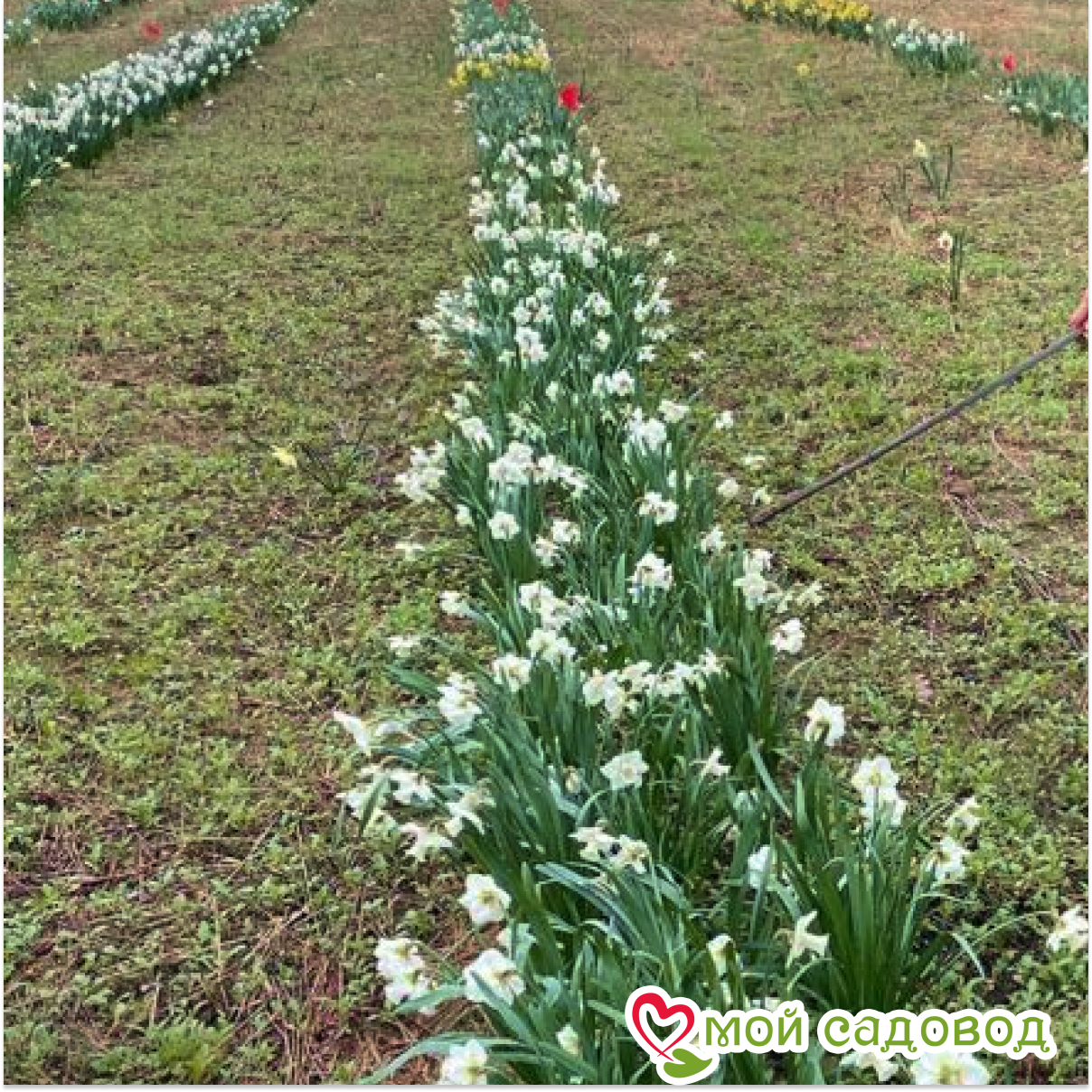 Нарцисс Маунт Худ крупнокорончатый