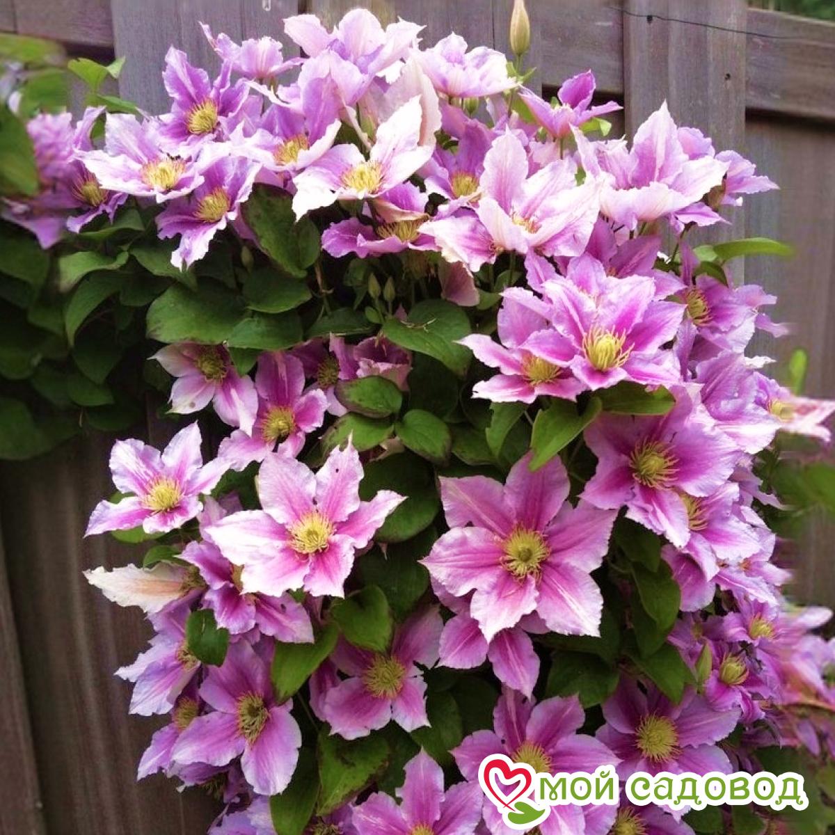 Клематис Пинк Фэнтези